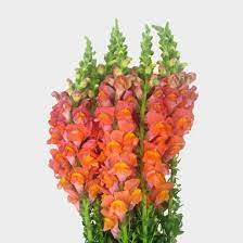 Snapdragon (variedad de colores)