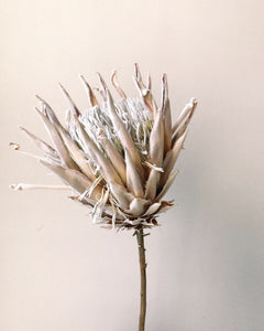 Dried King Protea