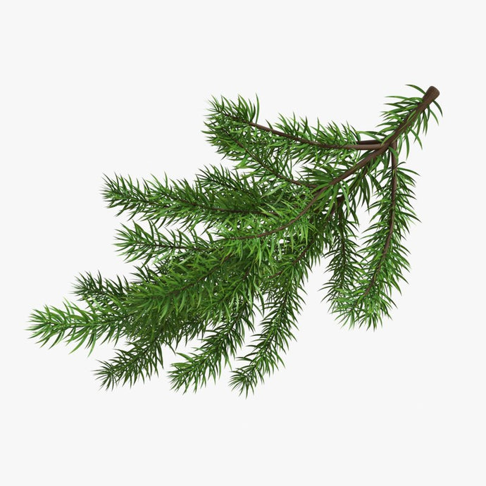 Douglas Fir Pine