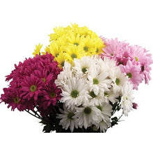 Margaritas Daisy_Variedad de colores