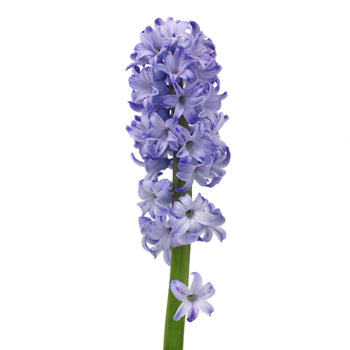 Hyacinth - Jacinto / Variedad Colores