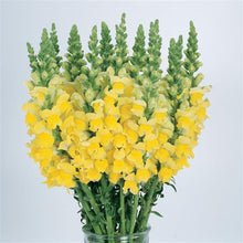 Snapdragon (variedad de colores)