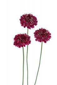 Scabiosa