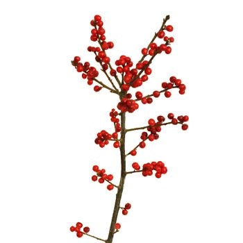 Ilex - Winterberry