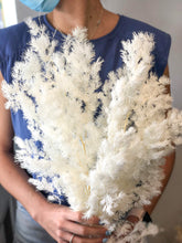Bleached Asparagus