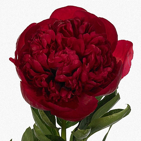Peonia