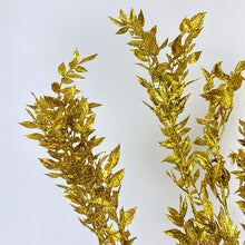 Ruscus Glitter Gold