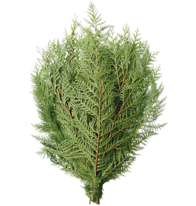 Natural Cedar Pine